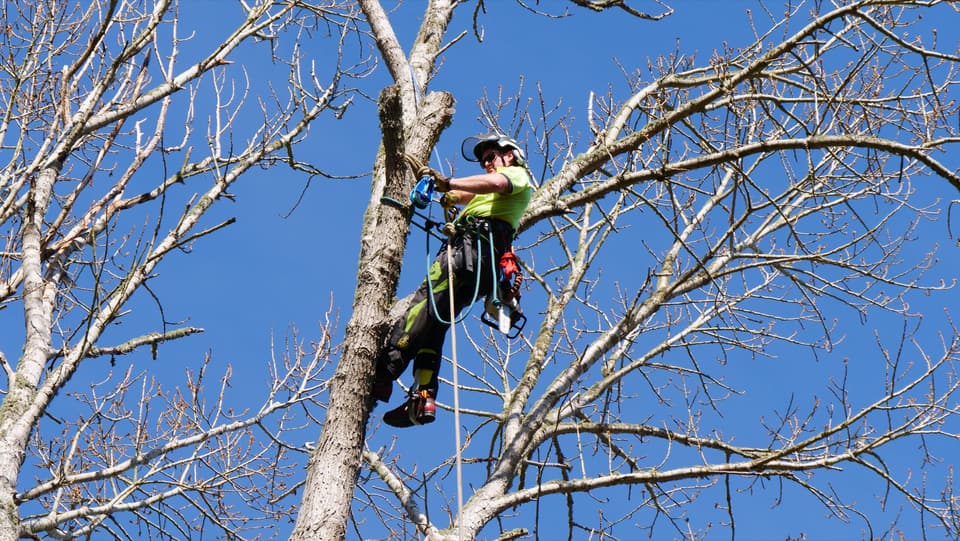 Arborist pruning deadwood high in a tree canopy