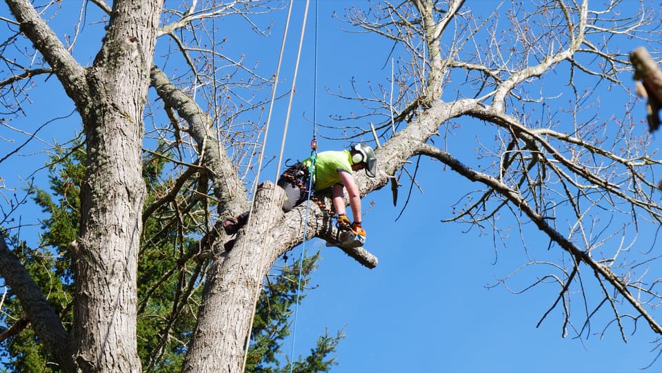 Arborist climbing up a large trunk