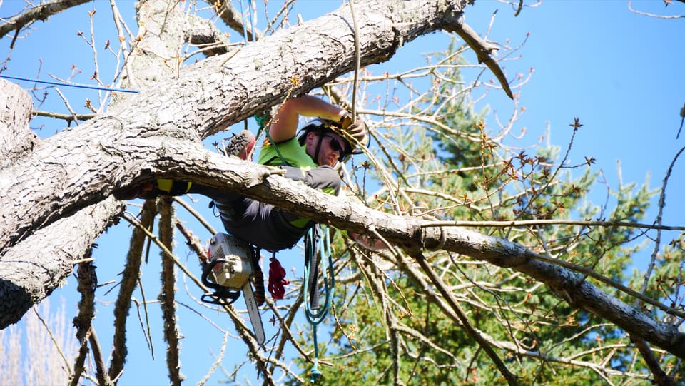 Nick Brydon, arborist at Topline Tree Specialist, working in a tree