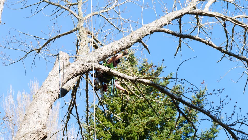 Arborist cutting an overhead branch