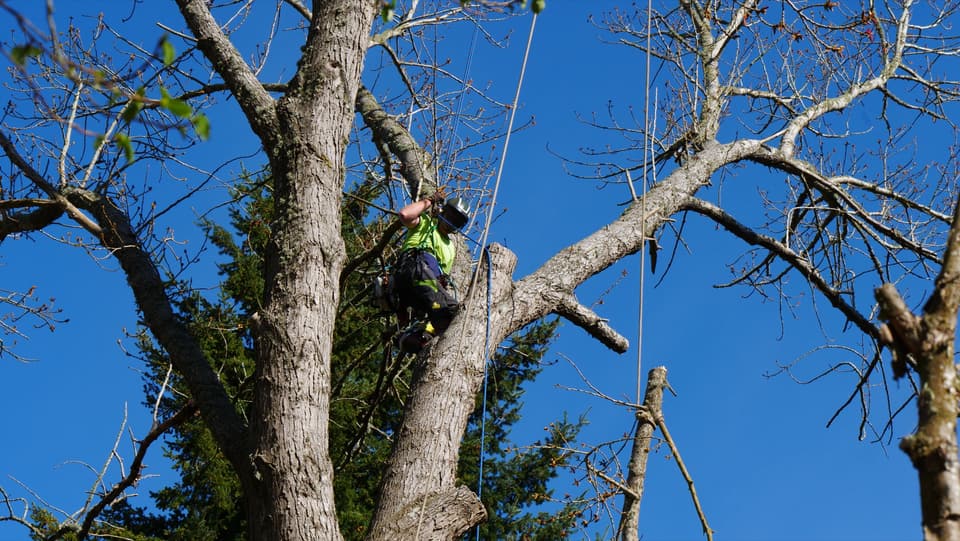 Arborist removing limbs from a large tree