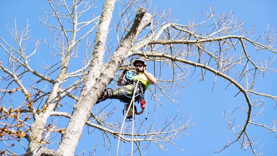Arborist positioning in the canopy before a cut