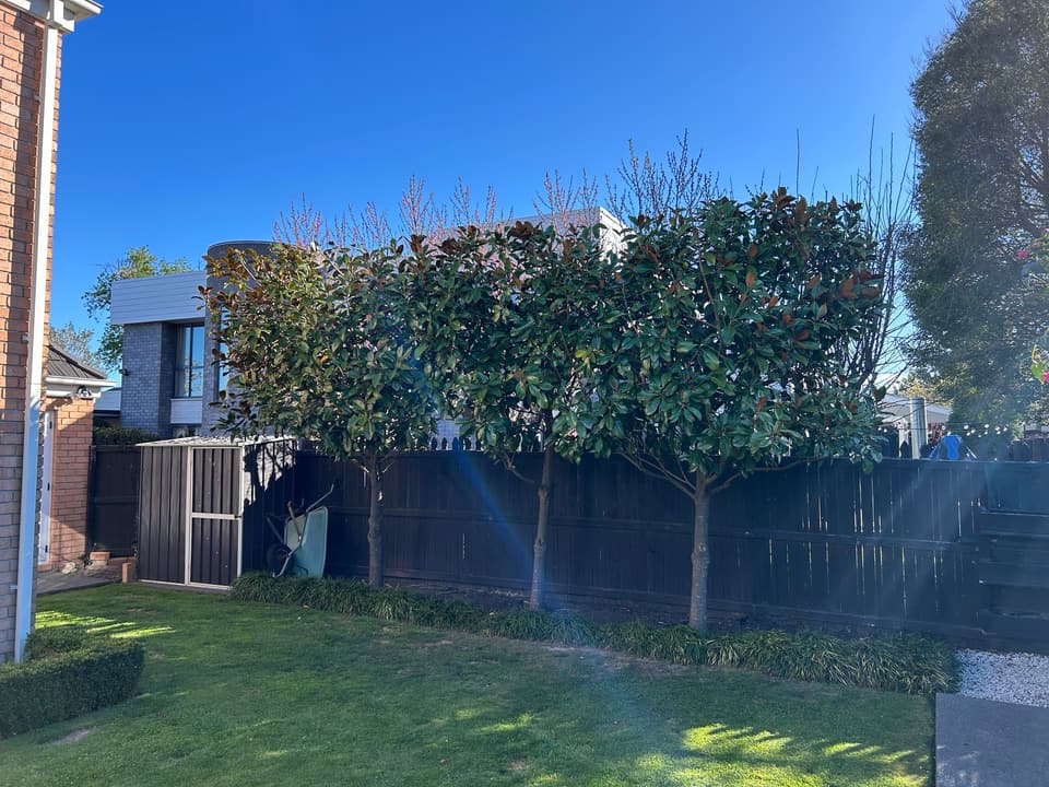 Boundary hedge trimmed flat above a fence