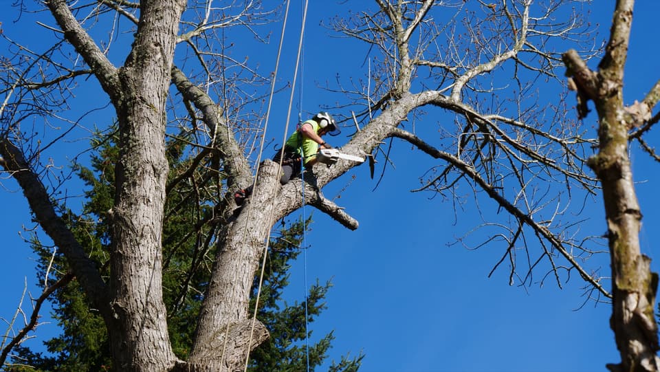 Climbing arborist dismantling a tall tree with ropes in Canterbury