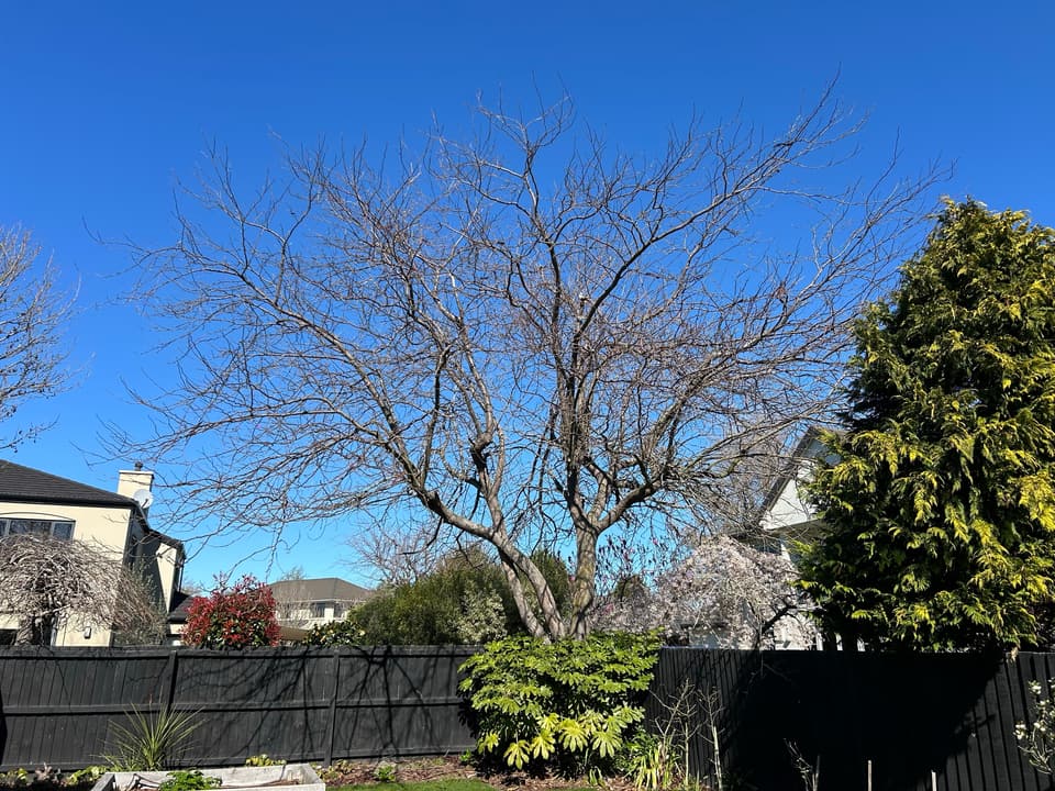 Deciduous tree pruned back above a boundary fence