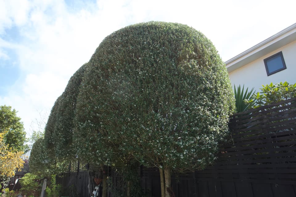 Dome-shaped tree from the side