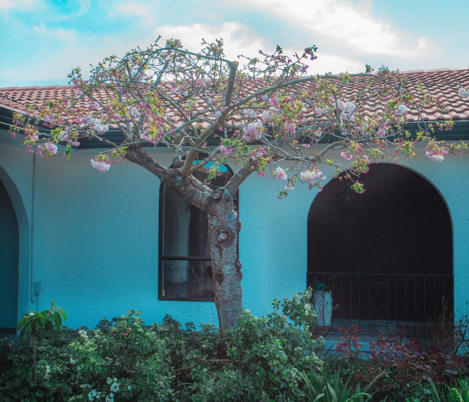Flowering tree over an archway after pruning