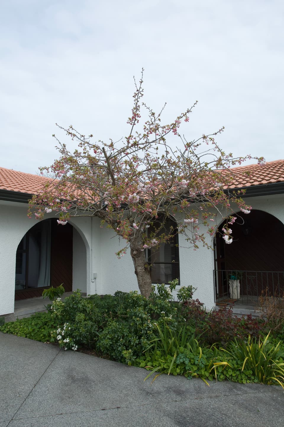Flowering tree lightly pruned over a house archway