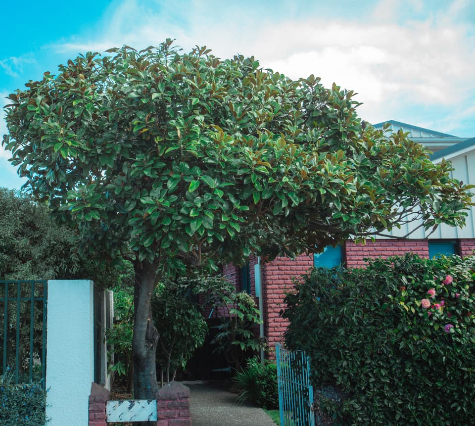 Front garden tree with a tidy shaped canopy