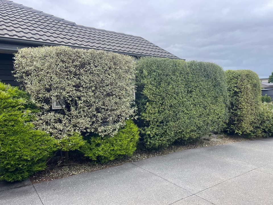 Front hedges trimmed into neat rounded blocks along a driveway