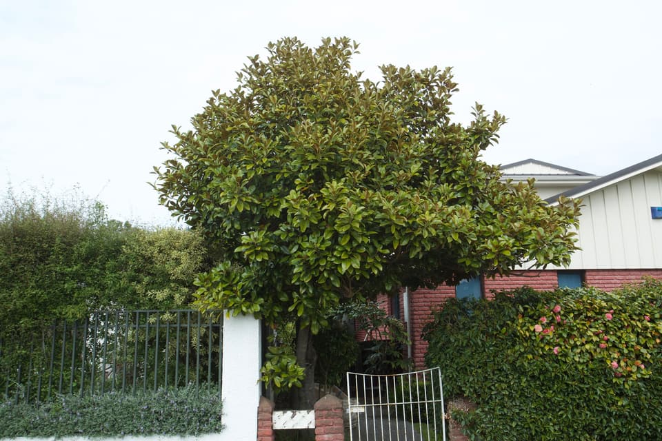 Front yard tree with a shaped crown