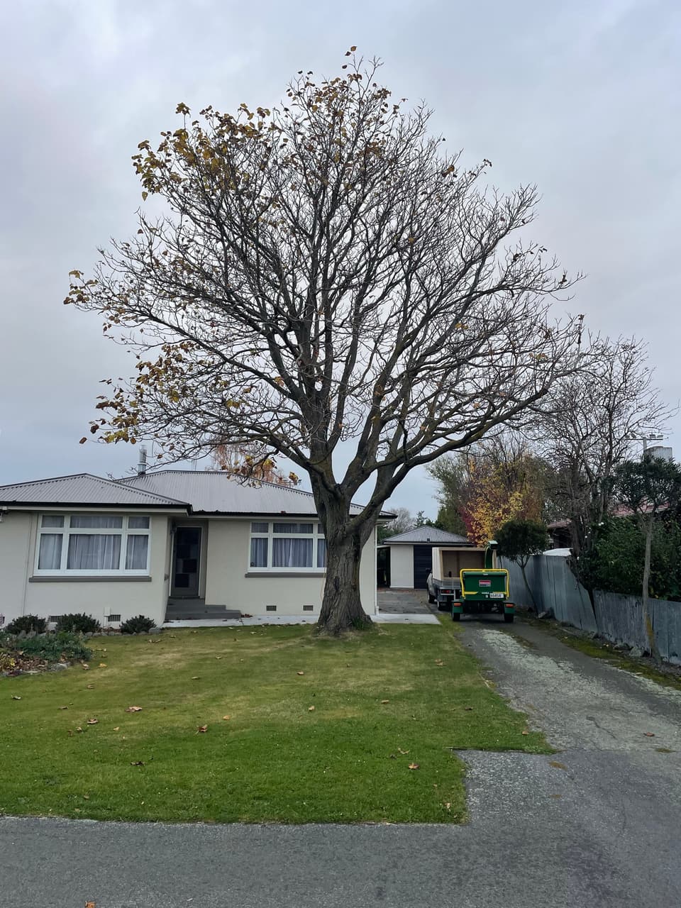 Front yard deciduous tree pruned to a balanced crown