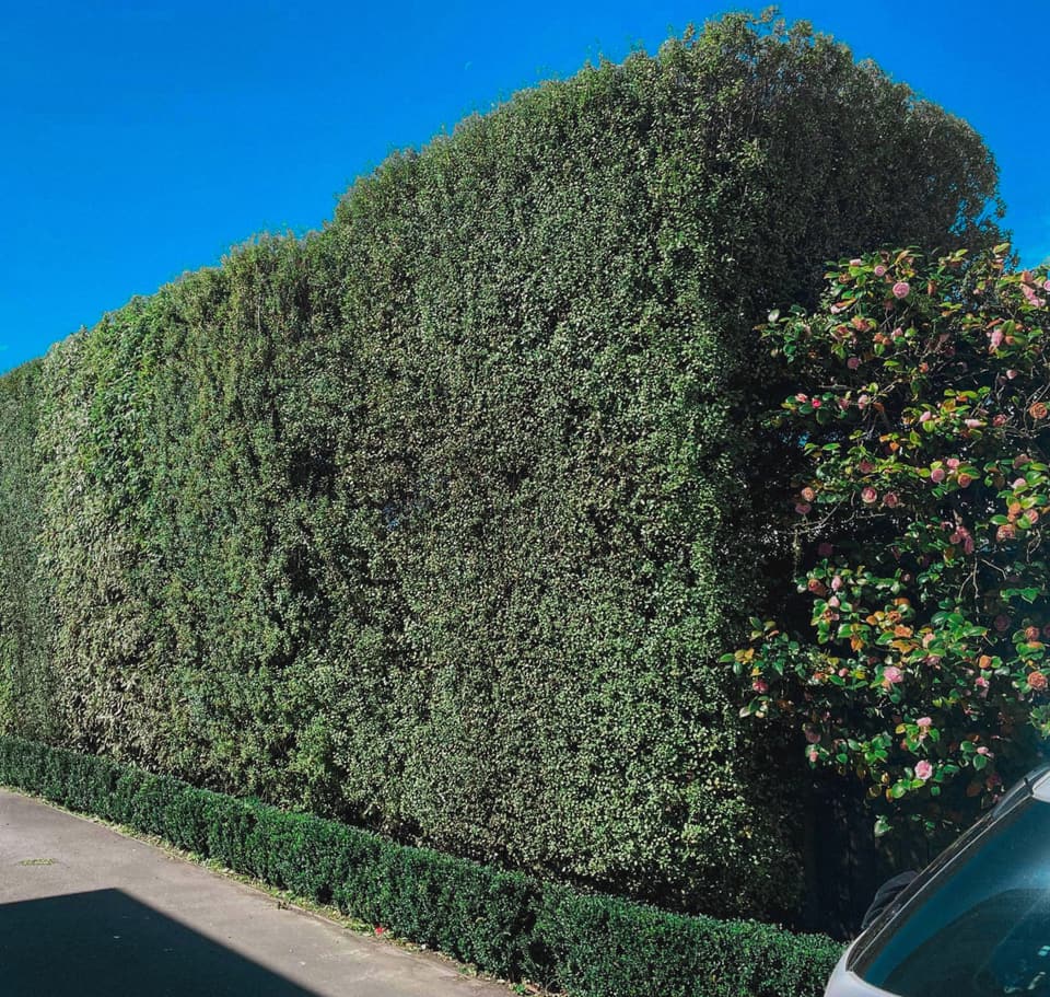 Tall hedge trimmed flat and square in Christchurch