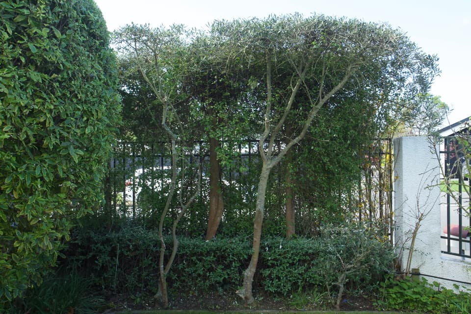 Trimmed hedges along a garden boundary