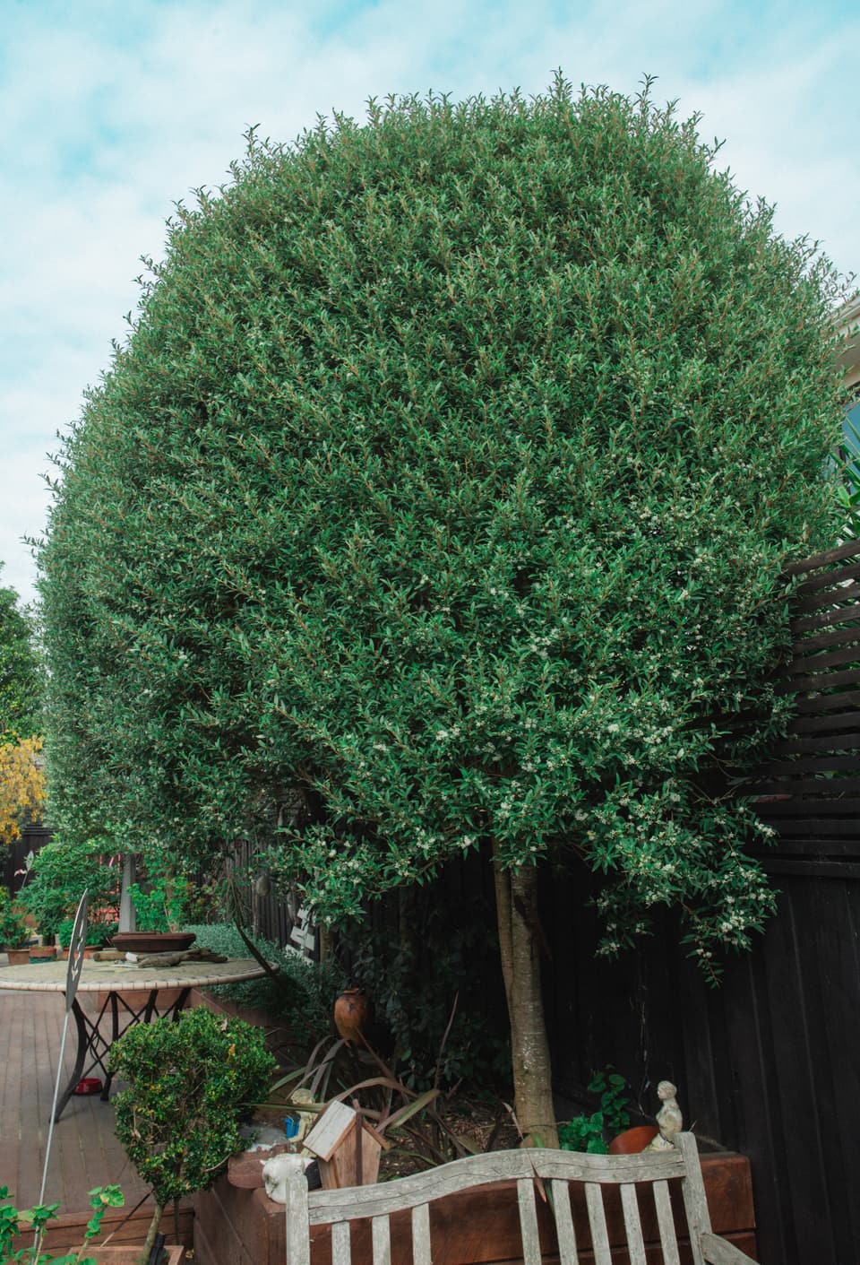 Large dome-shaped tree above a garden bench