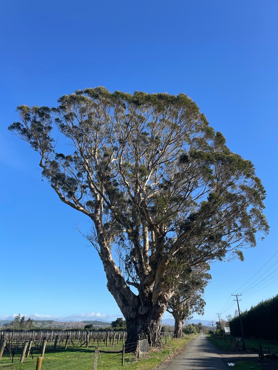 Large mature tree looked over for a health check