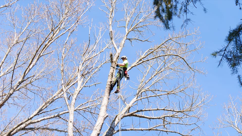 Large tree being dismantled branch by branch