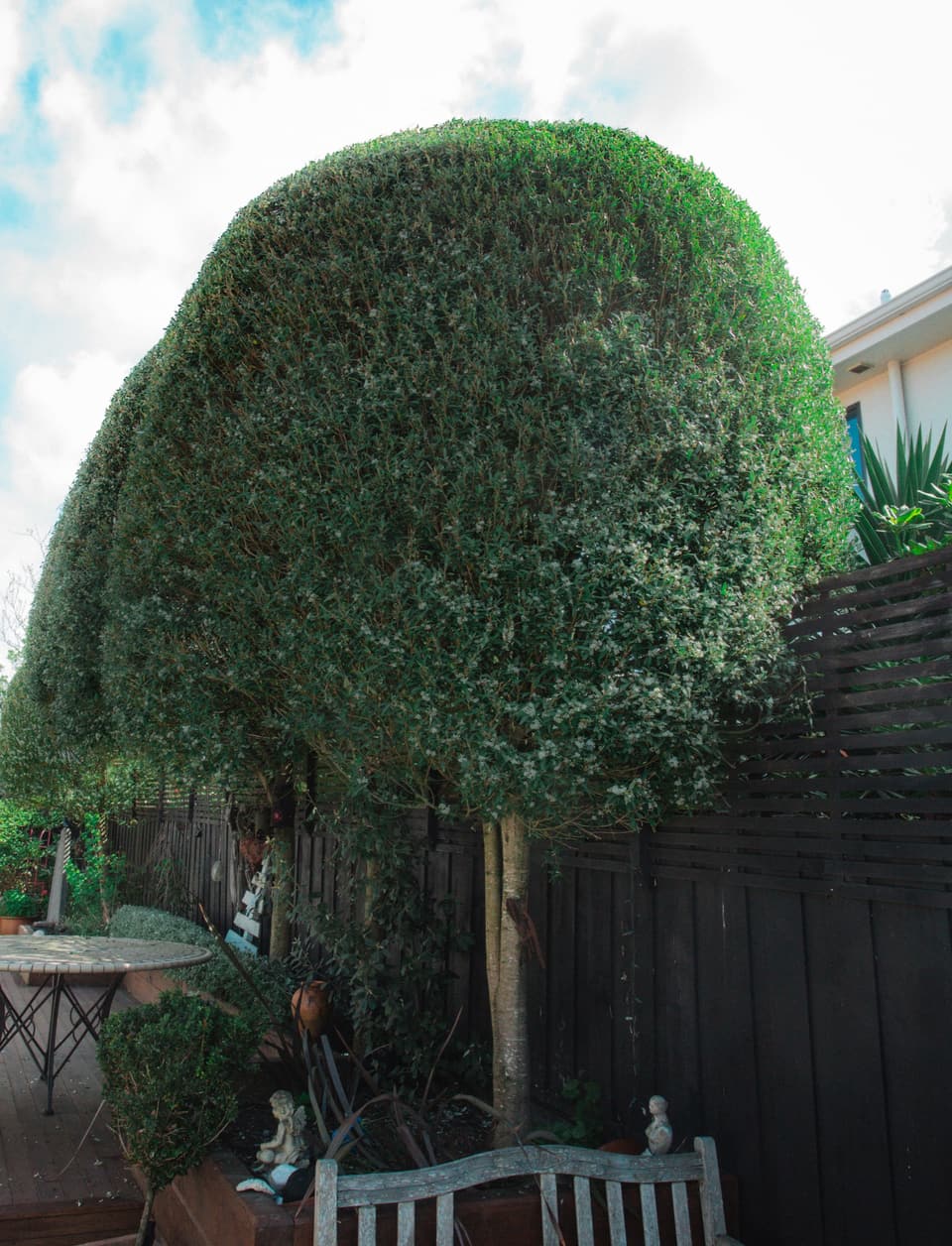 Lollipop tree in a garden setting