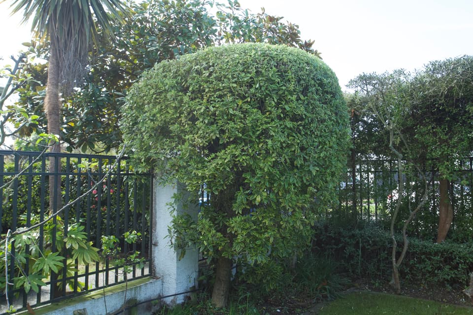 Lollipop-shaped tree by a wrought iron fence