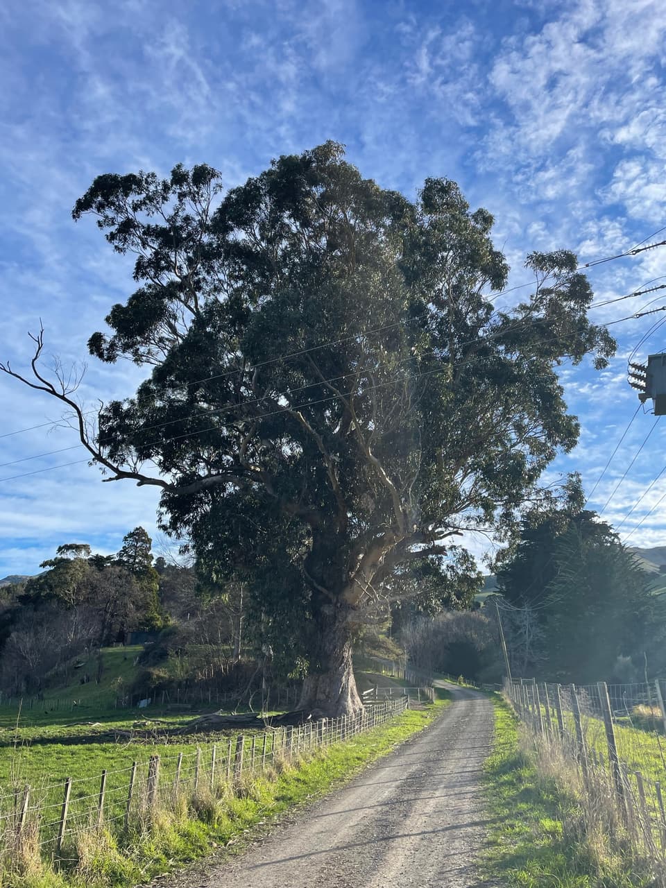 Mature tree beside a country lane