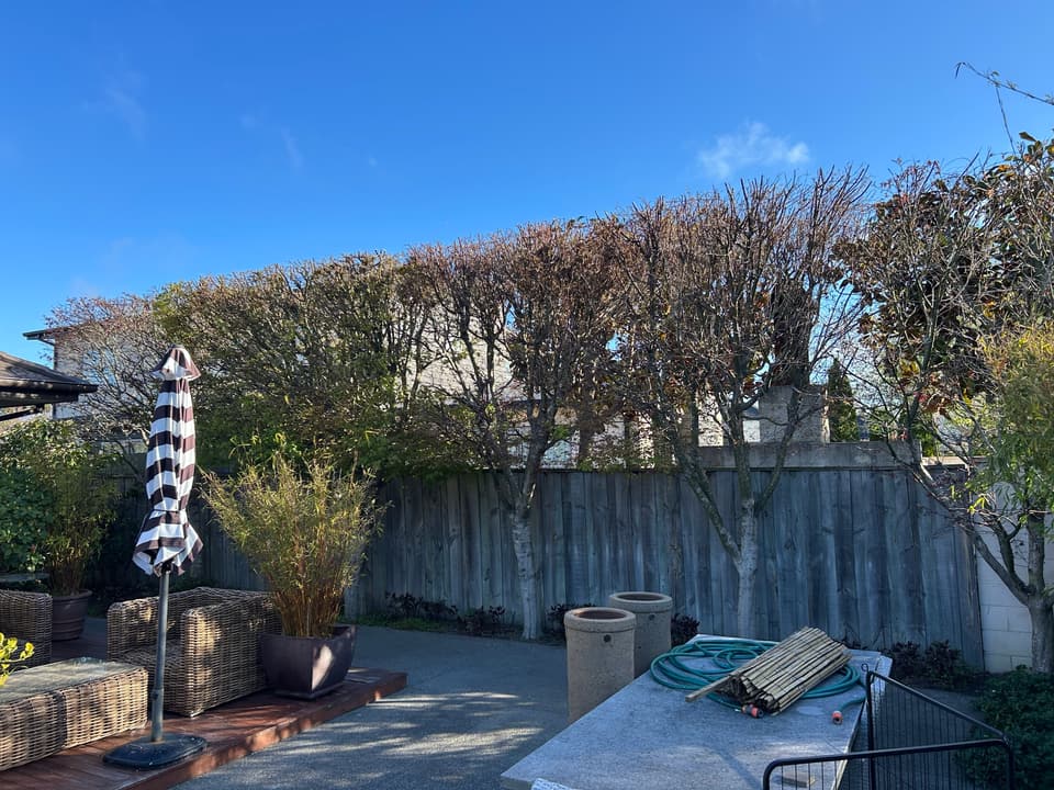 Pleached trees shaped as a privacy screen over a courtyard