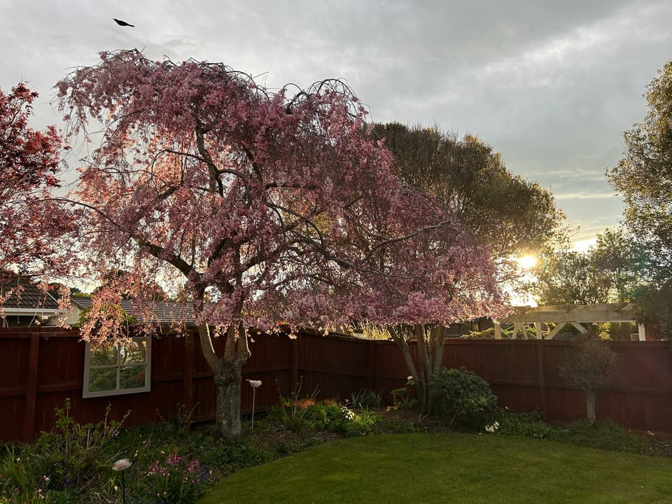 Flowering tree pruned to a balanced canopy in a back garden