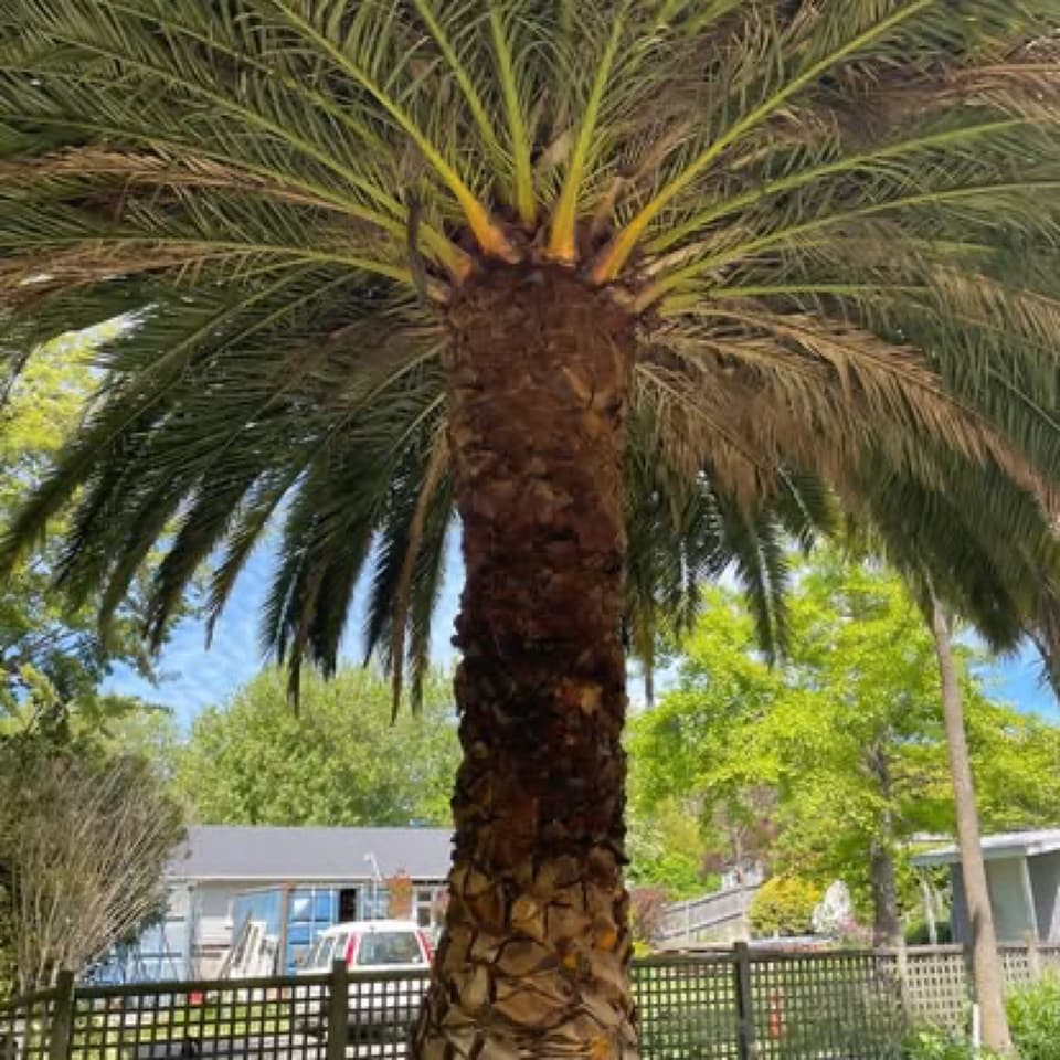 Palm tree with old fronds pruned off, showing a clean trunk