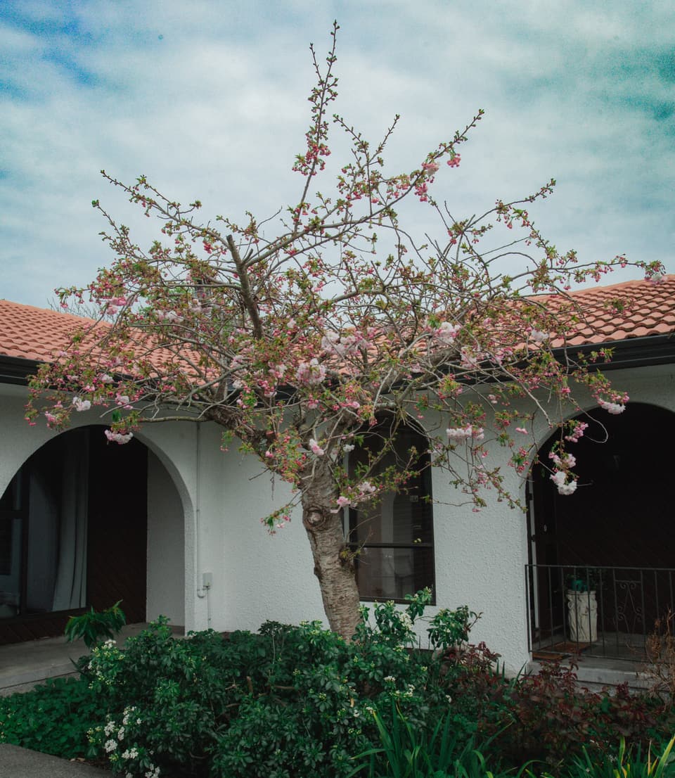 Pruned tree at the front of a house