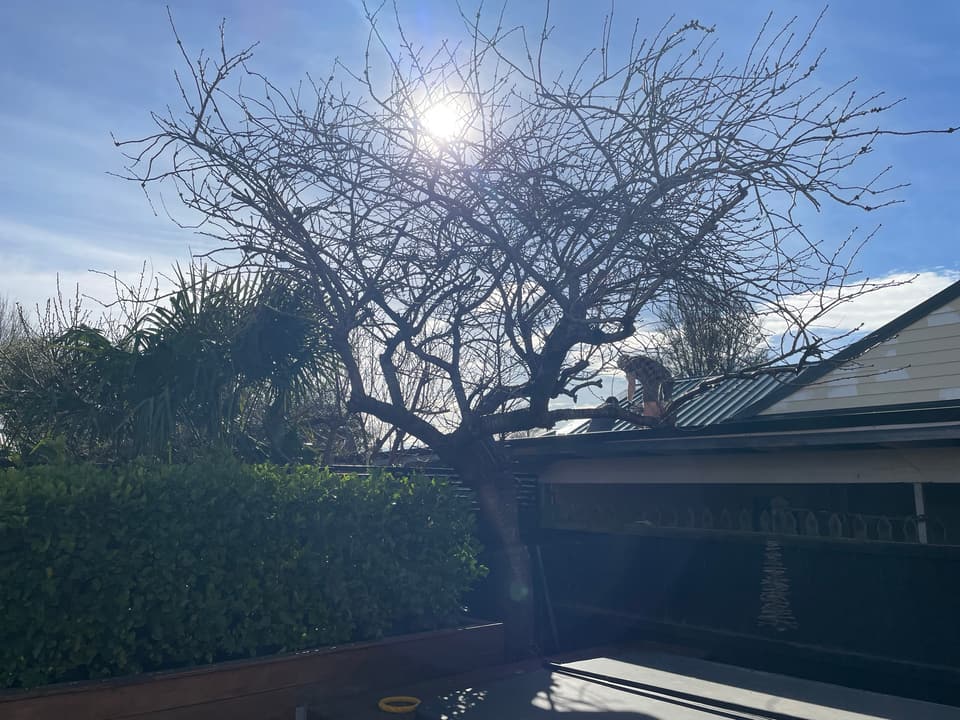 Tree pruned back over a deck and house roof