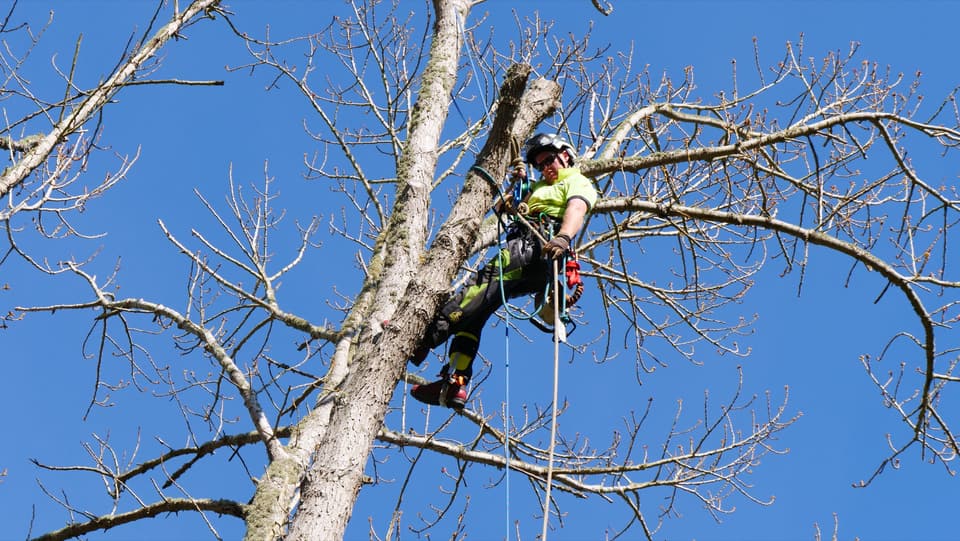 Arborist climbing a mature tree on rope access