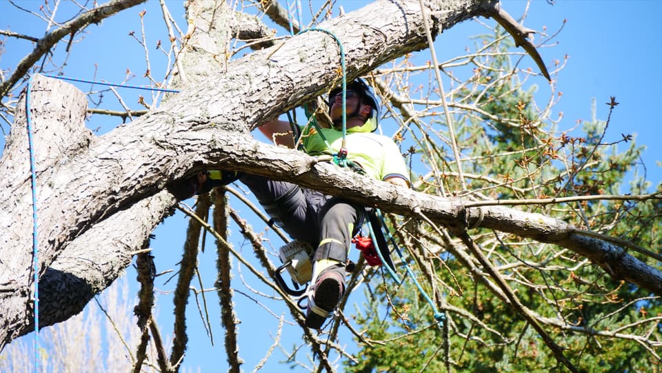 Sectional tree removal with rigging ropes