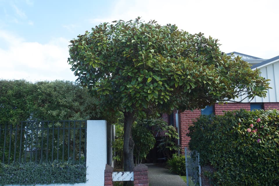 Shaped tree behind a white fence