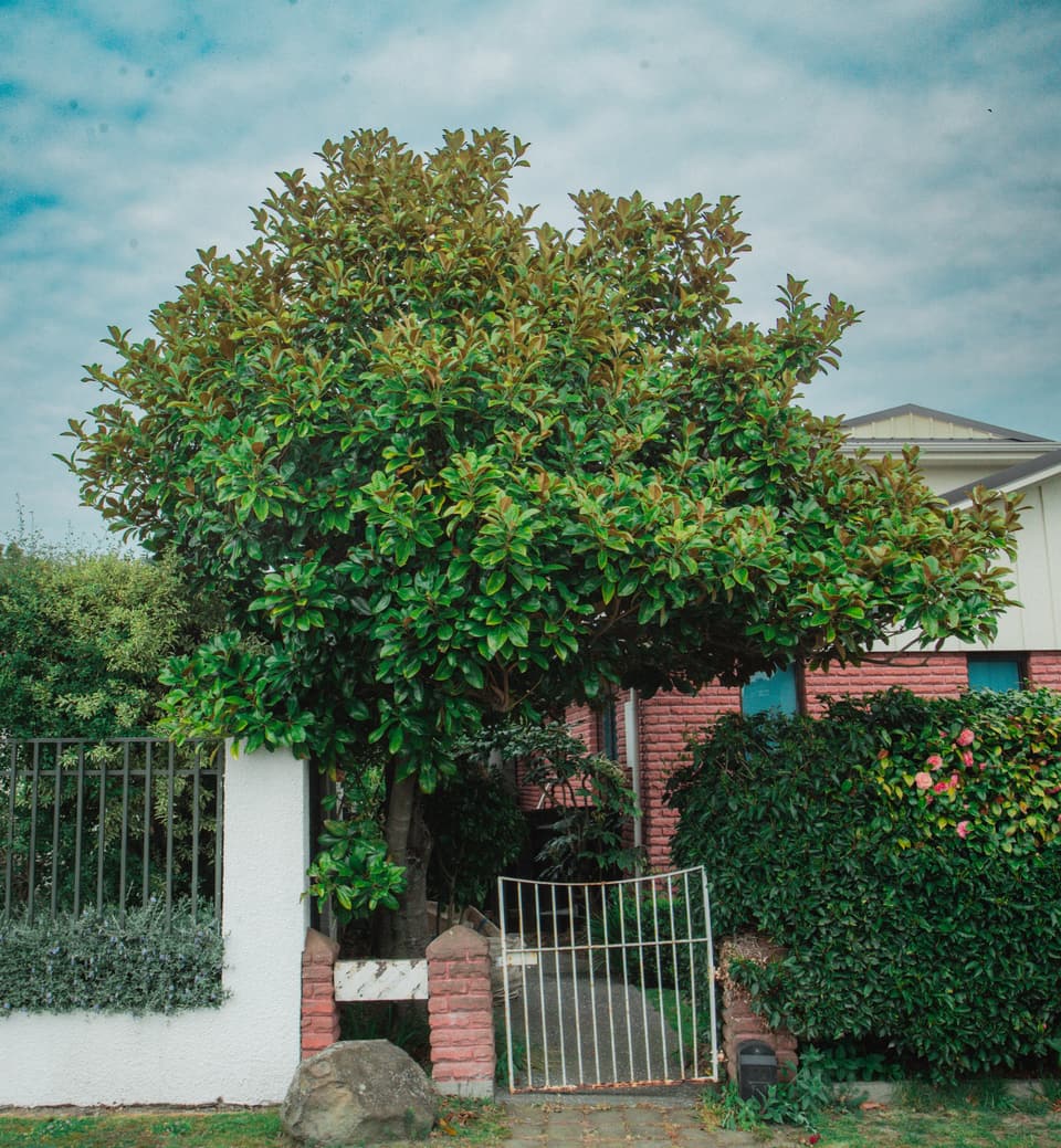 Shaped tree framing a front entrance
