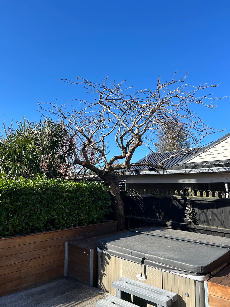 Structural pruning on a courtyard tree beside a spa