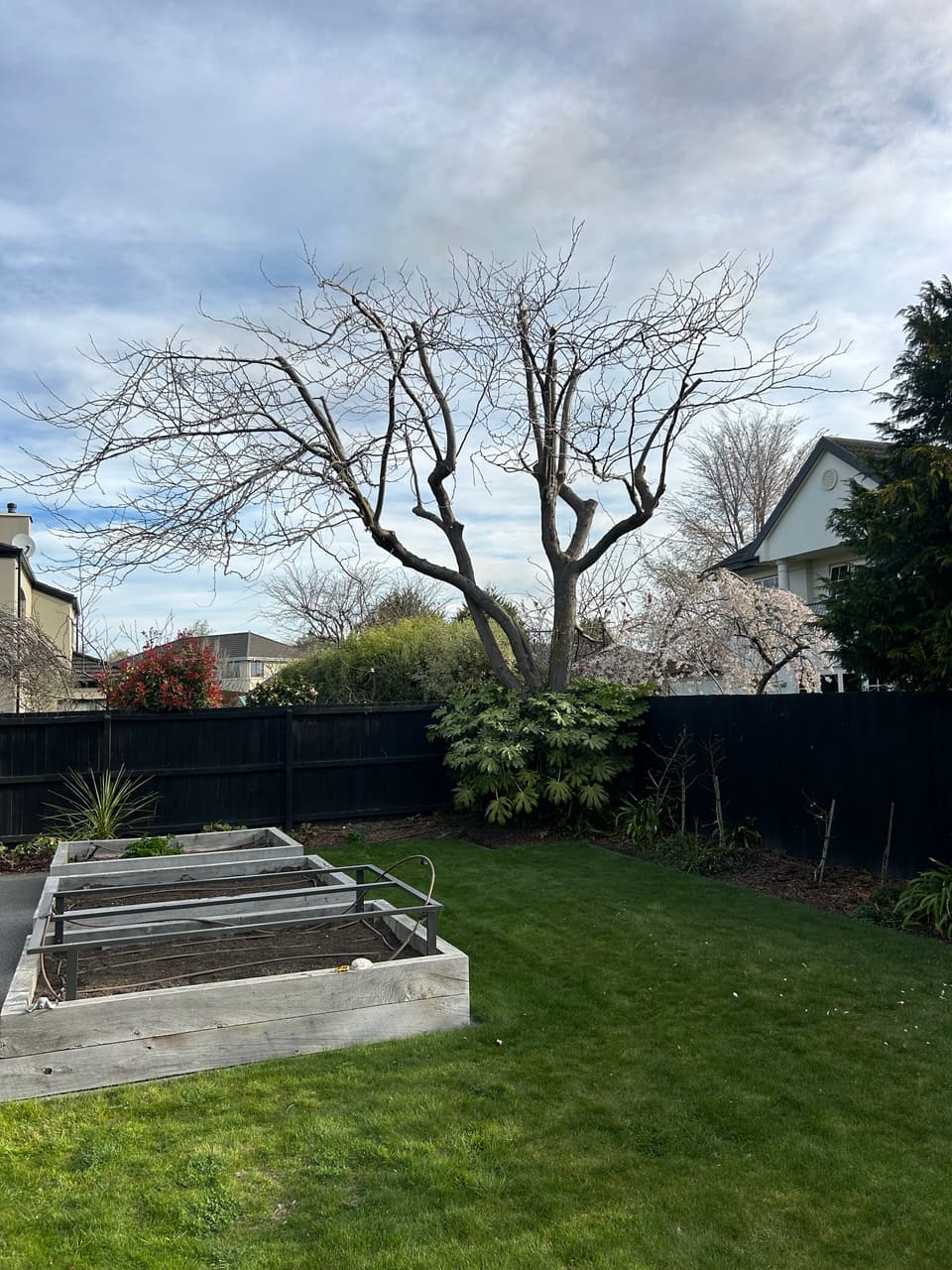 Deciduous tree reduced and structure pruned in a back garden
