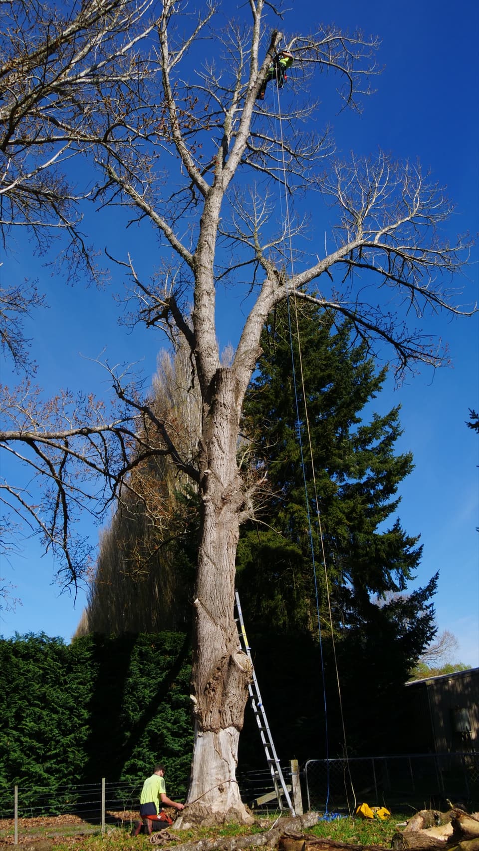 Tall tree beside a conifer before removal work