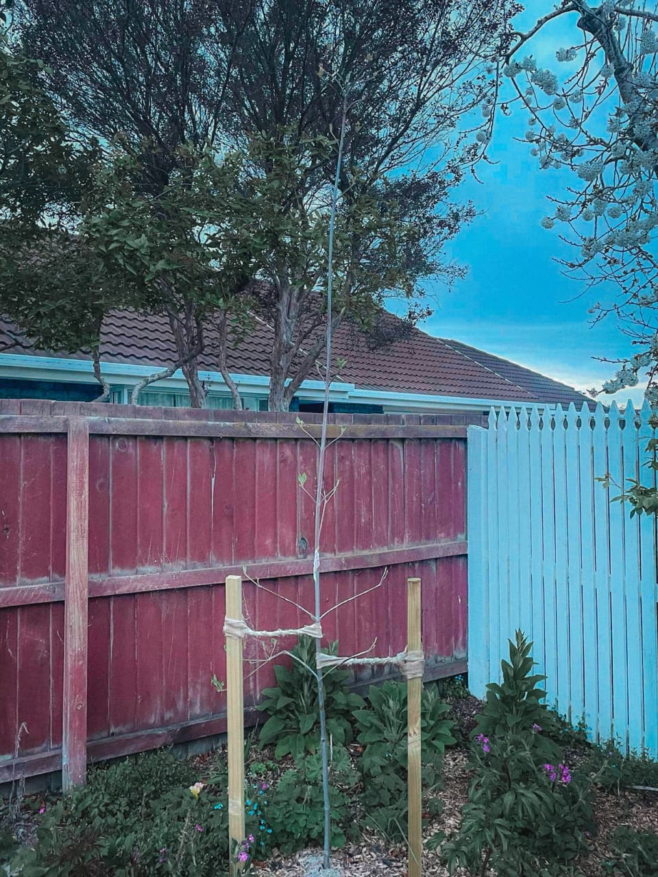 Tree pruned clear of a boundary fence