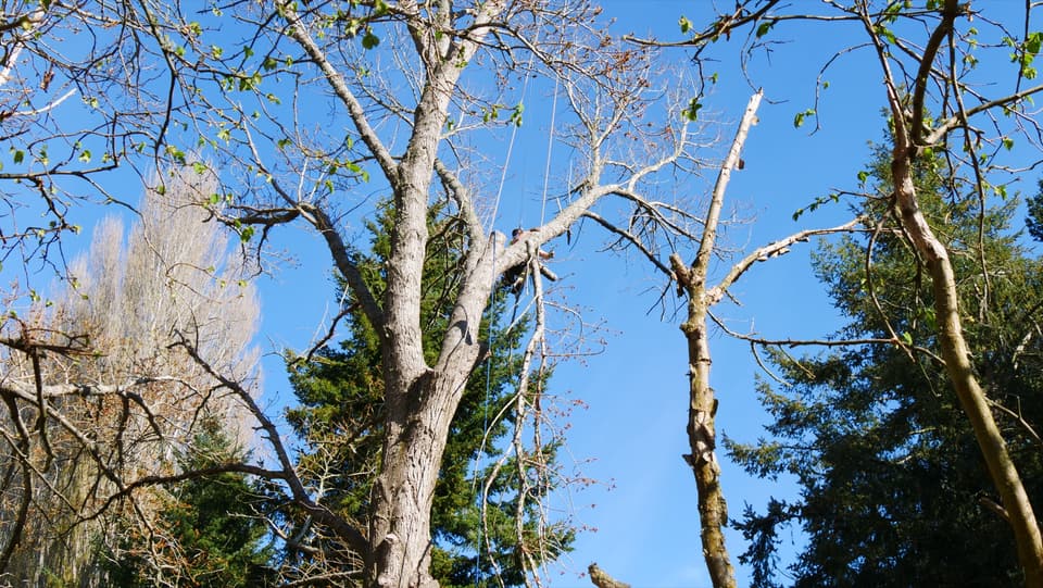 Canopy reduction work on a tall tree