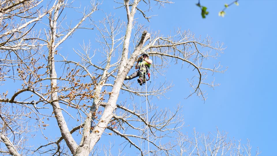 Crown work on a large deciduous tree in Christchurch