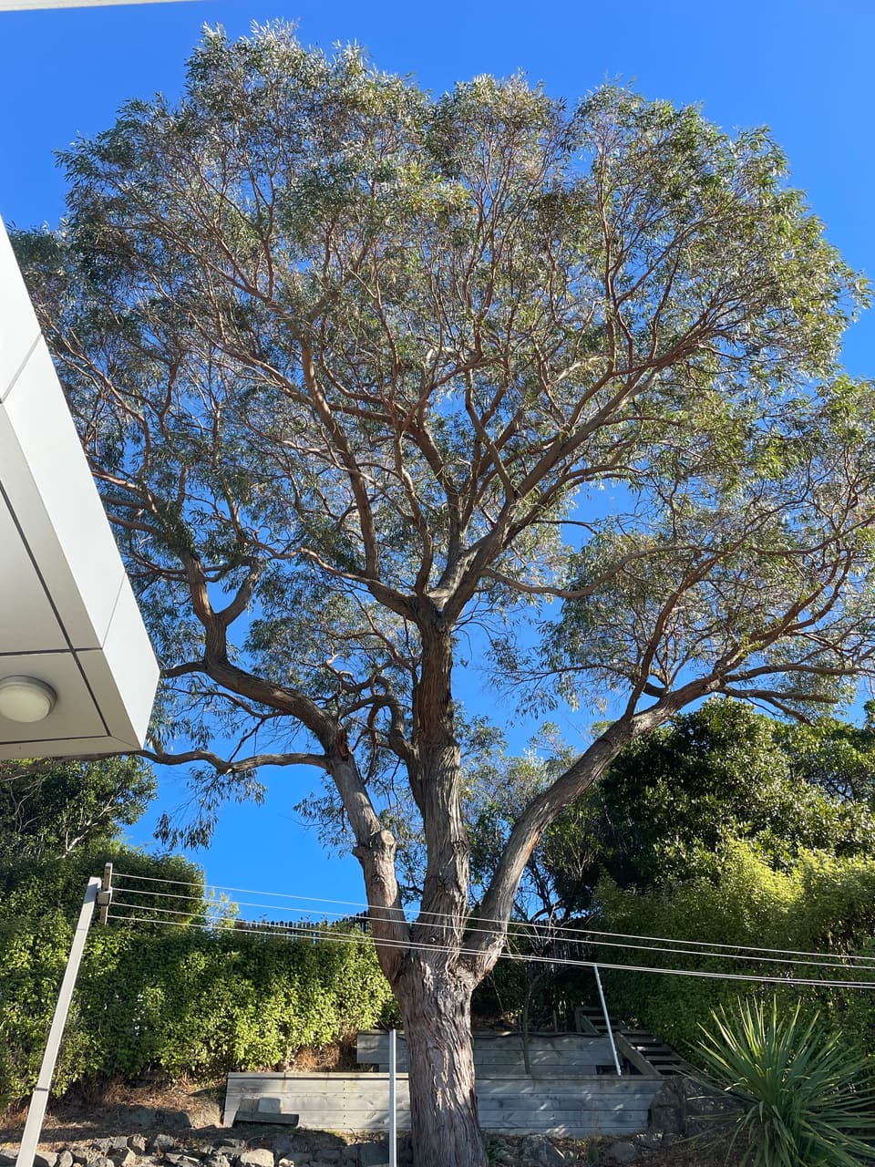 Tree canopy checked for health beside a house