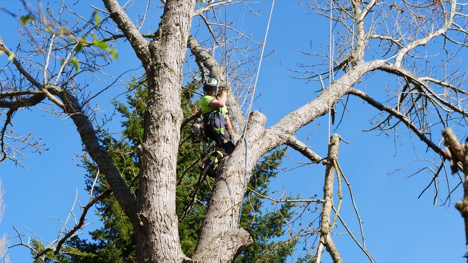 Tree removal in progress on a residential section