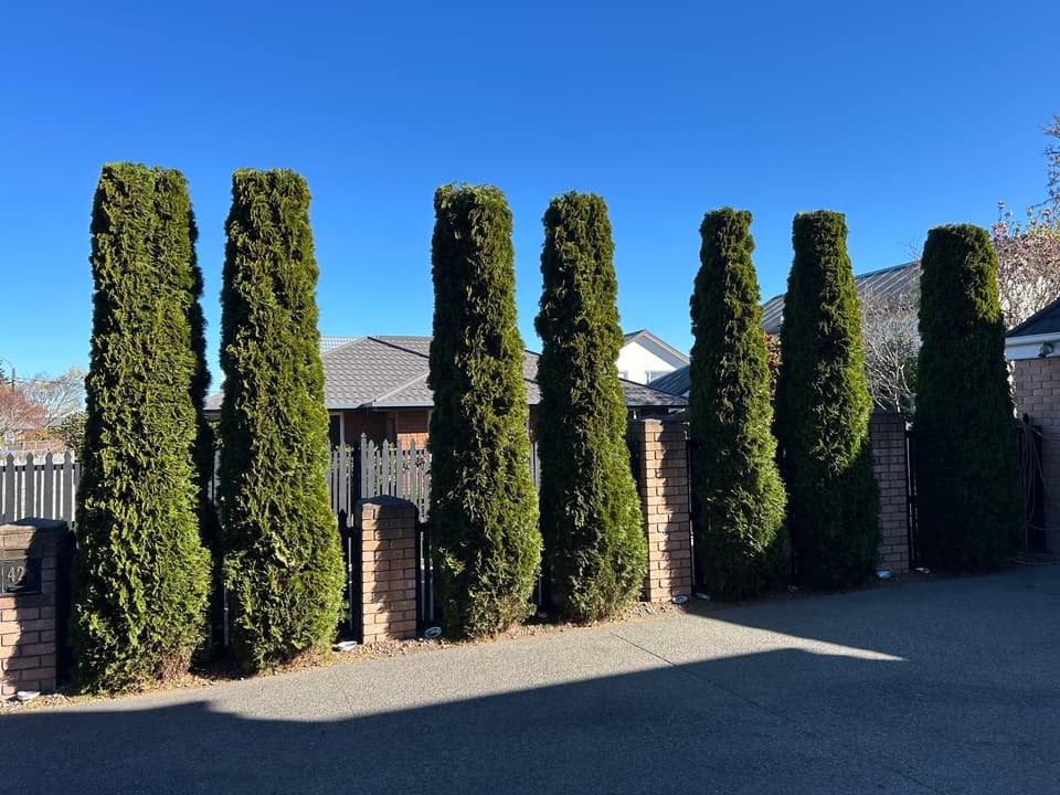 Row of conifers trimmed into neat columns